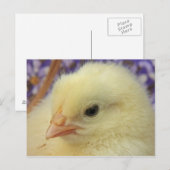 Carte Postale Douceur (Devant / Derrière)