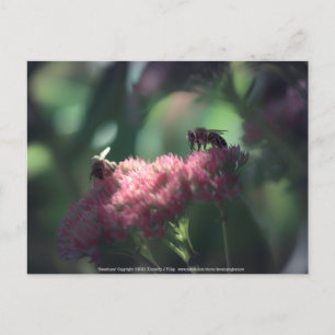 Carte Postale Douceur