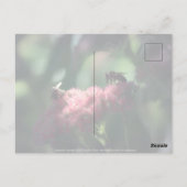 Carte Postale Douceur (Dos)