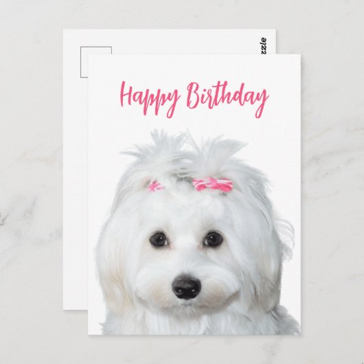 Carte Postale Douceur blanche maltaise (Devant / Derrière)