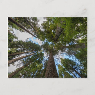 Carte Postale Douglas Fir tree canopy