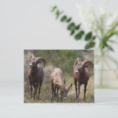 Carte Postale Douleurs liées à la faim (Debout devant)
