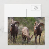 Carte Postale Douleurs liées à la faim (Devant / Derrière)