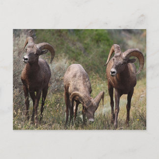 Carte Postale Douleurs liées à la faim