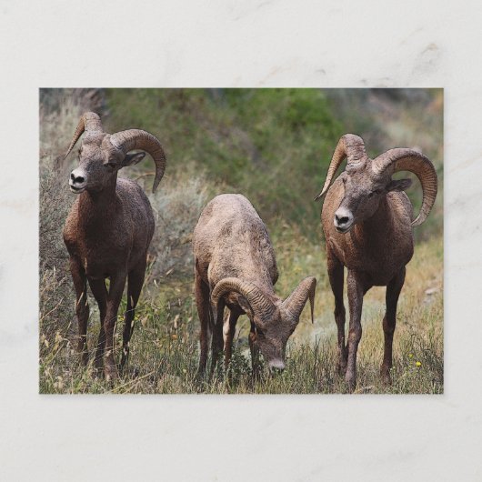 Carte Postale Douleurs liées à la faim (Devant)