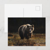 Carte postale d'ours (Devant / Derrière)