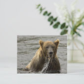 Carte postale d'ours brun pêchant (Debout devant)