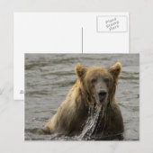 Carte postale d'ours brun pêchant (Devant / Derrière)