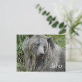 Carte postale d'ours grizzly de l'Idaho (Debout devant)