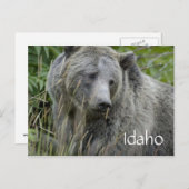 Carte postale d'ours grizzly de l'Idaho (Devant / Derrière)