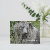 Carte postale d'ours grizzly de Yellowstone (Debout devant)