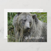Carte postale d'ours grizzly de Yellowstone (Devant / Derrière)