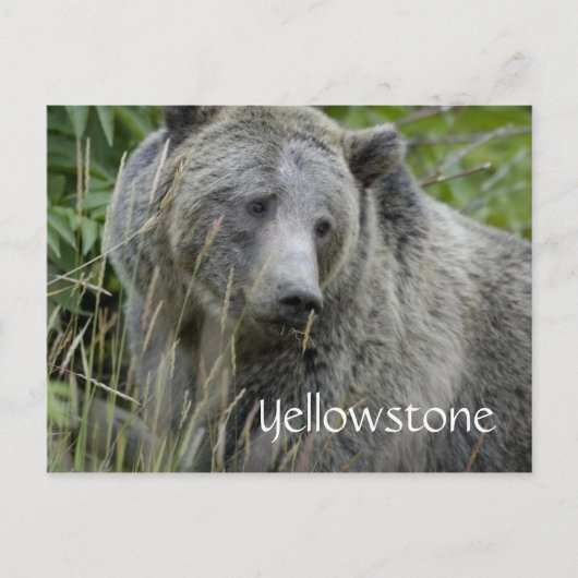 Carte postale d'ours grizzly de Yellowstone (Devant)
