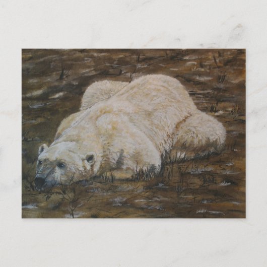Carte postale d'ours polaire (Devant)