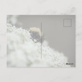 Carte Postale Doux (Dos)