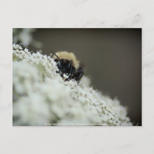 Carte Postale Doux (Devant)