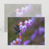 Carte Postale Doux (Devant / Derrière)