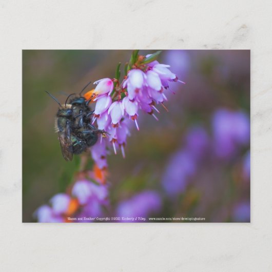 Carte Postale Doux (Devant)