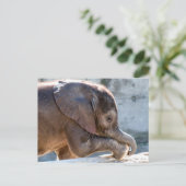 Carte Postale Doux bébé éléphant (Debout devant)