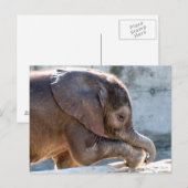 Carte Postale Doux bébé éléphant (Devant / Derrière)