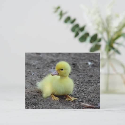 Carte Postale Doux Fluffy Cankling Jaune (Debout devant)