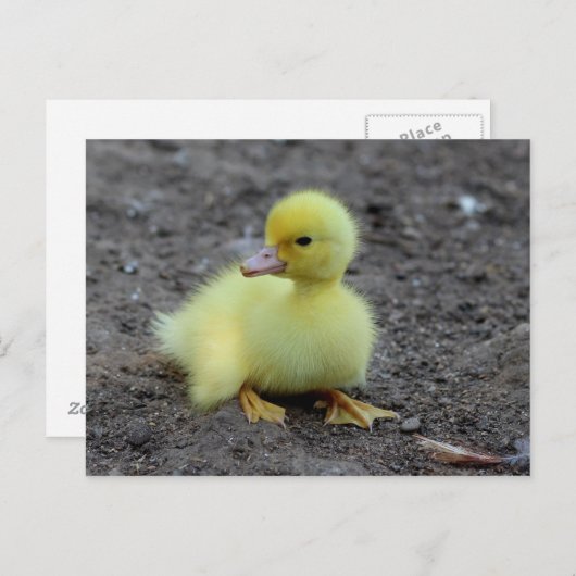 Carte Postale Doux Fluffy Cankling Jaune (Devant / Derrière)