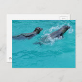 Carte Postale Doux Phoques de natation Couple (Devant / Derrière)