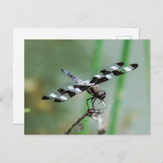 Carte postale Douze libellules de l'esturgeon tach (Devant / Derrière)