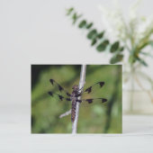 Carte postale Douze libellules de l'esturgeon tach (Debout devant)