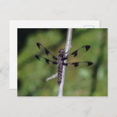 Carte postale Douze libellules de l'esturgeon tach (Devant / Derrière)