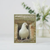 Carte Postale Dove (Debout devant)