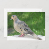 Carte Postale Dove (Devant / Derrière)