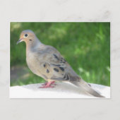 Carte Postale Dove (Devant)