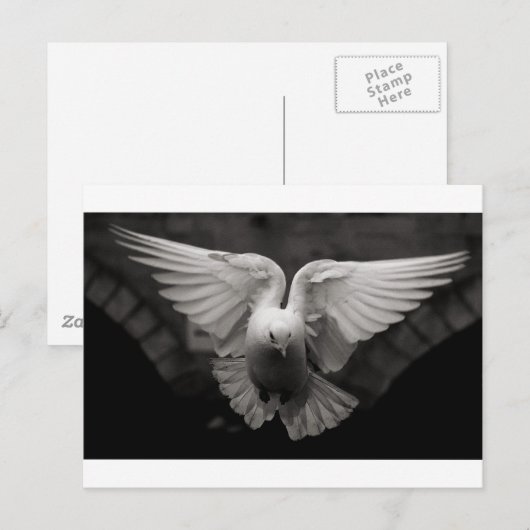 Carte Postale Dove (Devant / Derrière)