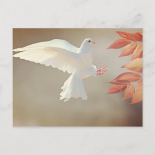 Carte Postale Dove Christian inspirationnational religious sympa