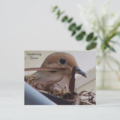 Carte Postale Dove en deuil dans son nid. (Debout devant)
