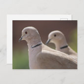 Carte Postale Doves (Devant / Derrière)