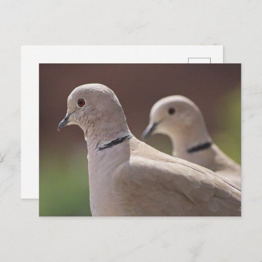 Carte Postale Doves (Devant / Derrière)