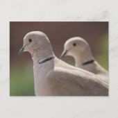 Carte Postale Doves (Devant)