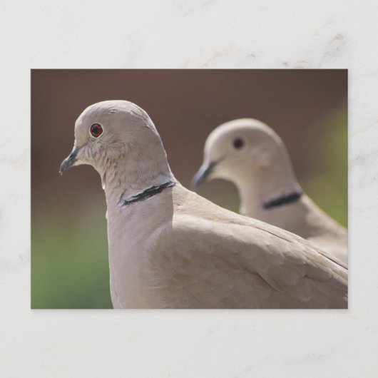 Carte Postale Doves (Devant)