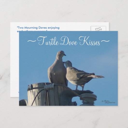 Carte postale Doves Tortues en deuil (Devant / Derrière)