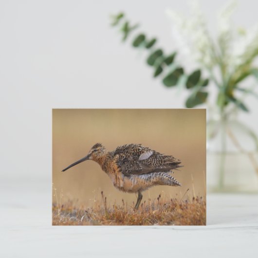 Carte Postale Dowitcher à long bec (Debout devant)