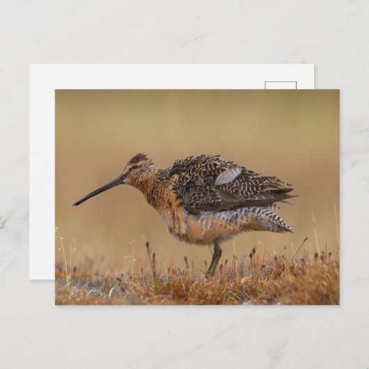 Carte Postale Dowitcher à long bec (Devant / Derrière)