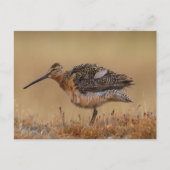 Carte Postale Dowitcher à long bec (Devant)