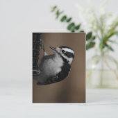 Carte postale Downy Woodpecker (Debout devant)
