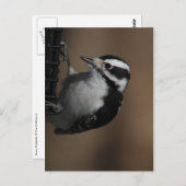 Carte postale Downy Woodpecker (Devant / Derrière)