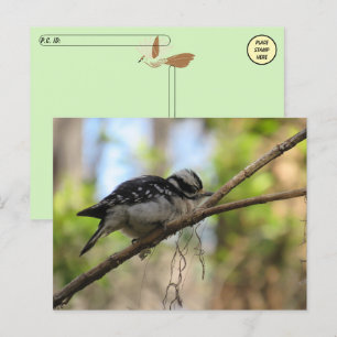 Carte postale Downy Woodpecker