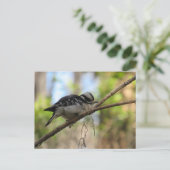 Carte postale Downy Woodpecker (Debout devant)