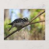 Carte postale Downy Woodpecker (Devant)