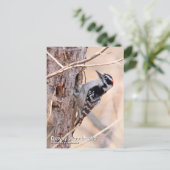 Carte postale Downy Woodpecker (Debout devant)
